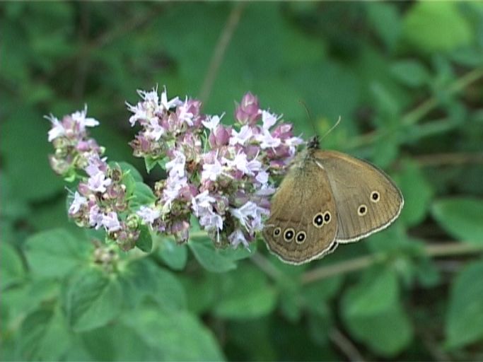 Brauner Waldvogel ( Aphantopus hyperantus ), Flügelunterseite : Kaiserstuhl, 11.07.2006